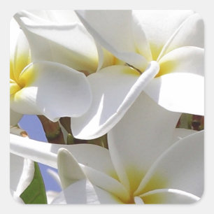 Tropische stekelstaartebloemen vierkante sticker