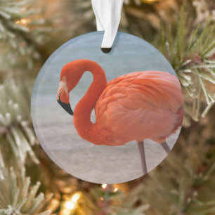 Tropische stranden   Caraïbisch Flamingo, Aruba Ornament