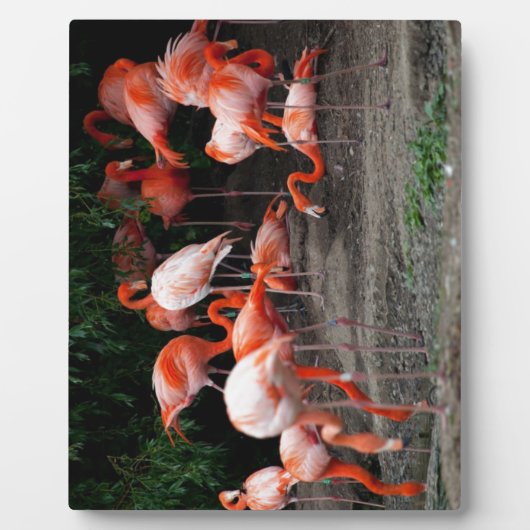 Tropische strandvogels Destiny Flamingo's Fotoplaat (Voorkant)