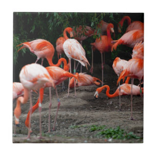 Tropische strandvogels Destiny Flamingo's Tegeltje