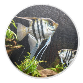 Tropische strips viskeramische schedel keramische knop