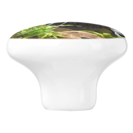 Tropische strips viskeramische schedel keramische knop (Zijkant)