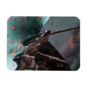 Tropische Swallowtail Mot Magneet (Horizontaal)