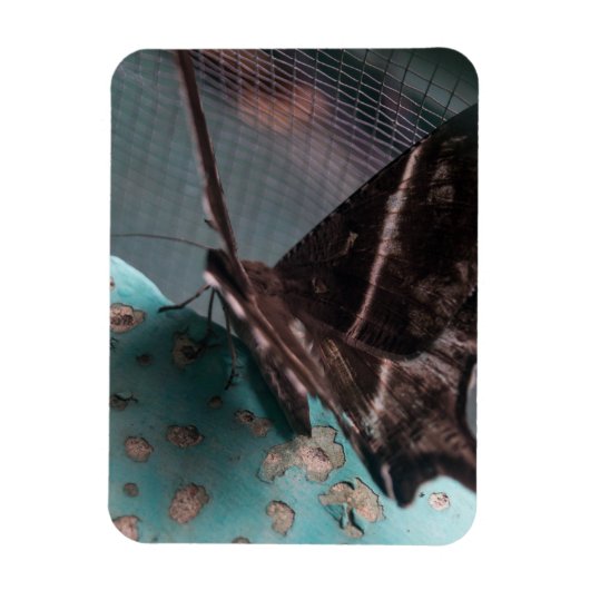 Tropische Swallowtail Mot Magneet (Verticaal)