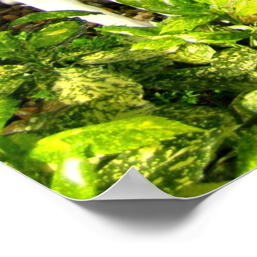 Tropische tuin onder glas poster (Hoek)