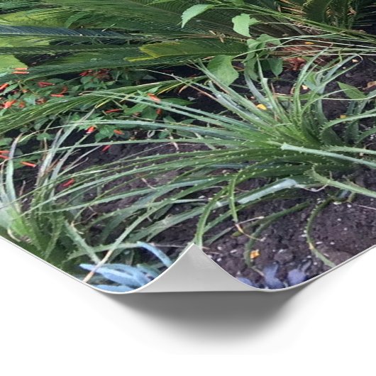 Tropische tuin poster (Hoek)