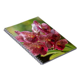 Tropische Vanda Orchid Cluster Notitieboek
