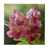 Tropische Vanda Orchid Cluster Tegeltje (Voorkant)