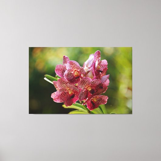 Tropische Vanda Orchidee Canvas Afdruk (Voorkant)