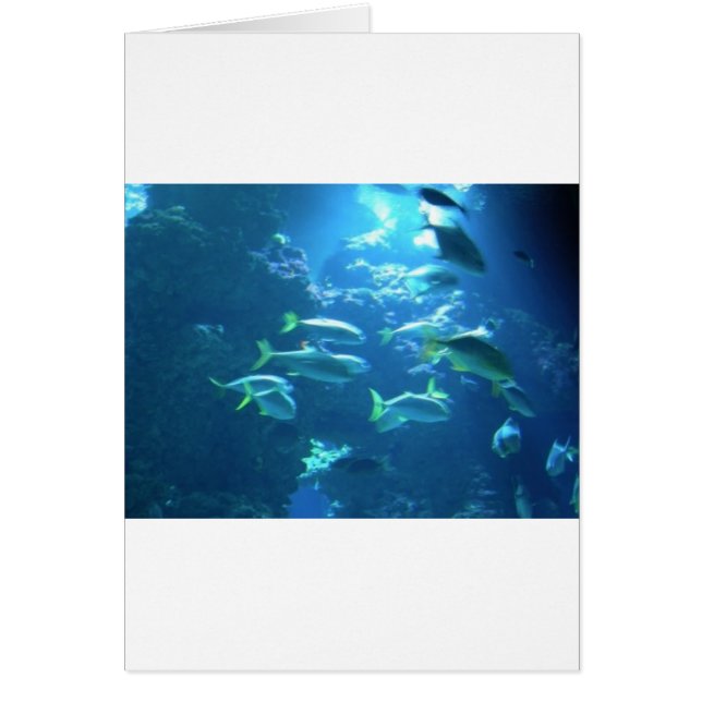 Tropische vis (Voorkant)