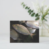 tropische vis briefkaart (Staand voorkant)