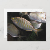 tropische vis briefkaart (Voorkant / Achterkant)