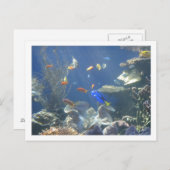 Tropische vis briefkaart (Voorkant / Achterkant)