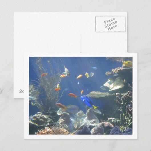 Tropische vis briefkaart (Voorkant / Achterkant)