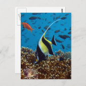 Tropische vis briefkaart (Voorkant / Achterkant)