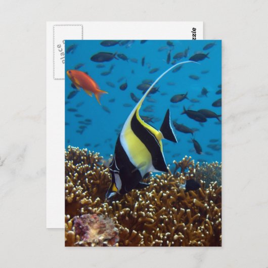 Tropische vis briefkaart (Voorkant / Achterkant)