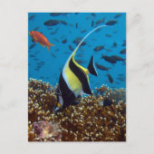 Tropische vis briefkaart (Voorkant)