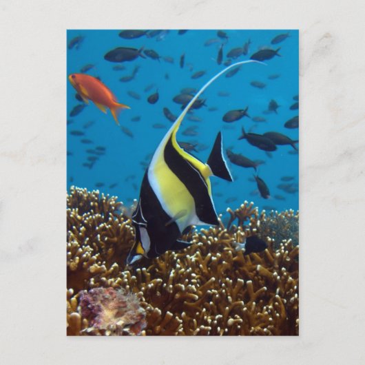 Tropische vis briefkaart (Voorkant)