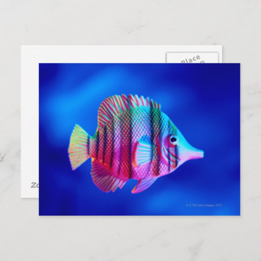 Tropische vis briefkaart (Voorkant / Achterkant)