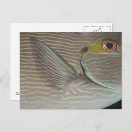 tropische vis briefkaart (Voorkant / Achterkant)