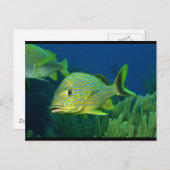 Tropische vis briefkaart (Voorkant / Achterkant)