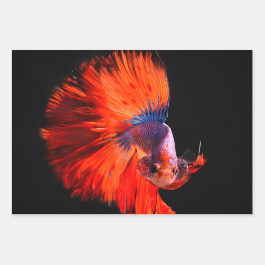 Tropische vis drie vel inpakpapier (Voorkant)