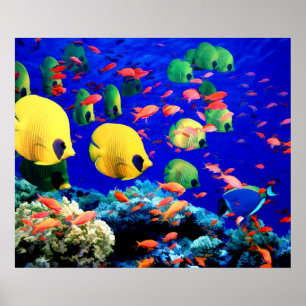 Tropische vis in koraal Zee Poster