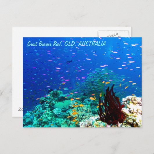 Tropische vis op het Great Barrier Reef Briefkaart (Voorkant / Achterkant)