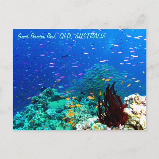 Tropische vis op het Great Barrier Reef Briefkaart (Voorkant)