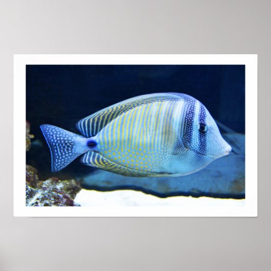 Tropische vis poster (Voorkant)