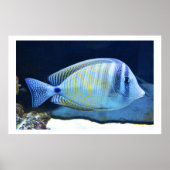 Tropische vis poster (Voorkant)