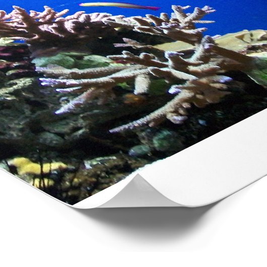 Tropische vis poster (Hoek)