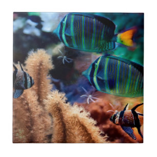 Tropische vis tegeltje