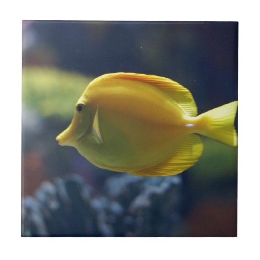 tropische vis tegeltje (Voorkant)