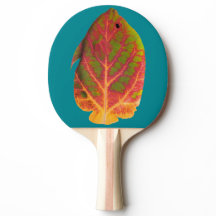 Tropische vis van Aspen Leaf 1