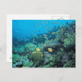 Tropische vis zwemt over rif briefkaart (Voorkant / Achterkant)