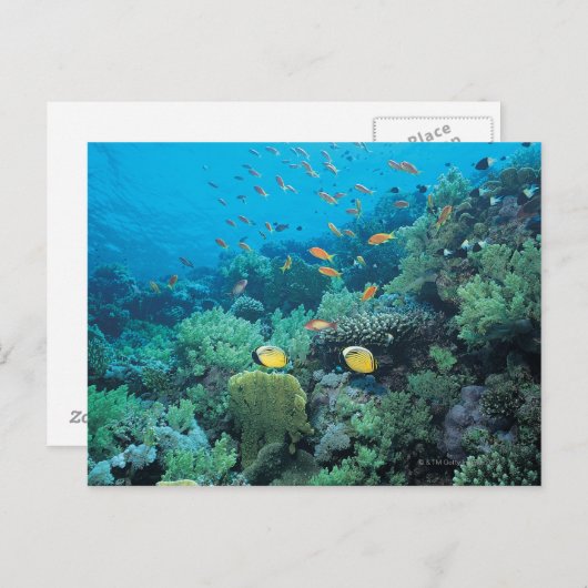 Tropische vis zwemt over rif briefkaart (Voorkant / Achterkant)