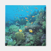 Tropische vis zwemt over rif magneet (Voorkant)