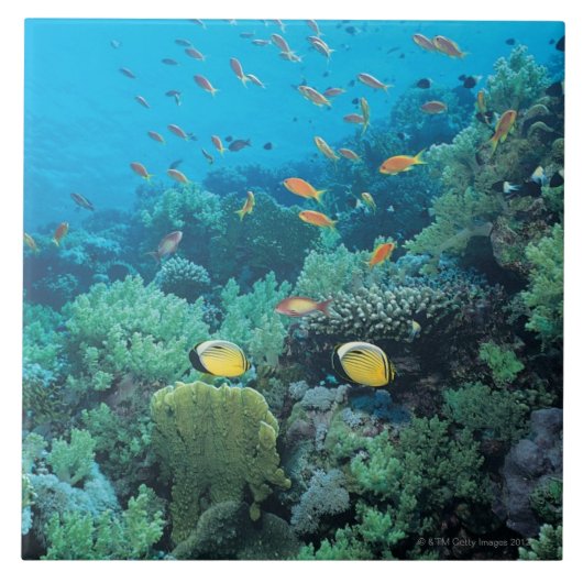 Tropische vis zwemt over rif tegeltje (Voorkant)