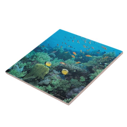 Tropische vis zwemt over rif tegeltje (Zijkant)