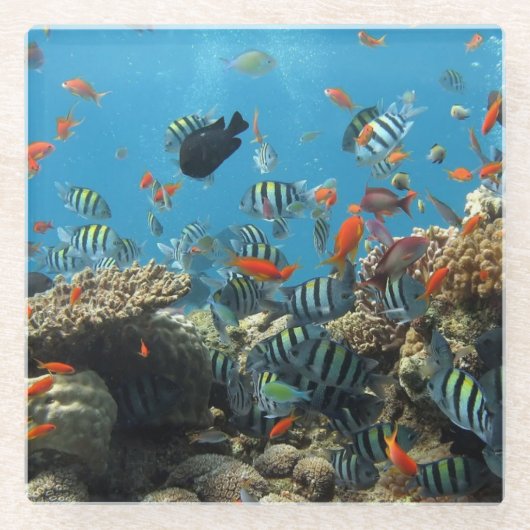 Tropische visChaos Glazen Onderzetter (Voorkant)