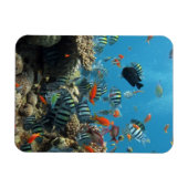 Tropische visChaos Magneet (Horizontaal)