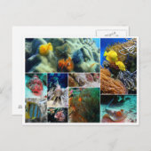 Tropische viscollage oceaankoraalduif zee briefkaart (Voorkant / Achterkant)