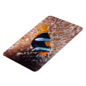 Tropische vismagneten magneet (Linkerzijde)