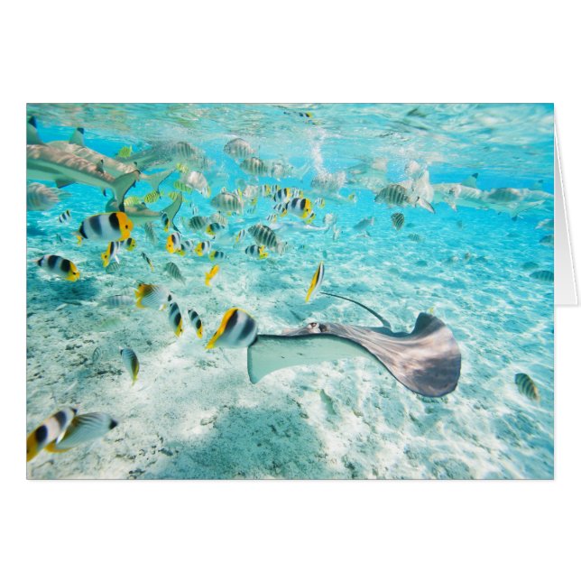 Tropische vissen (Voorkant Horizontaal)