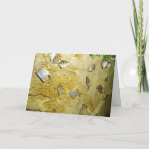 "Tropische Vissen" Beterschapkaart Kaart