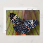 Tropische vlinder briefkaart (Voorkant / Achterkant)