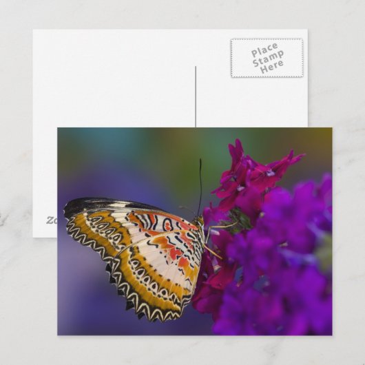 Tropische vlinder op paarse bloemen briefkaart (Voorkant / Achterkant)