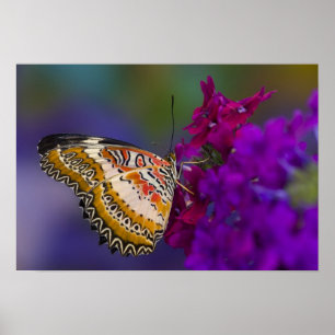 Tropische vlinder op paarse bloemen poster