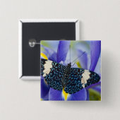 Tropische vlinder Paarse iris Vierkante Button 5,1 Cm (Voorkant /achterkant)